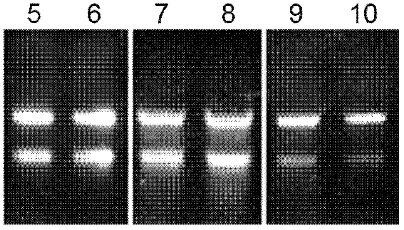 Method suitable for rapidly extracting high quality RNA of polysaccharide polyphenol plant tissue