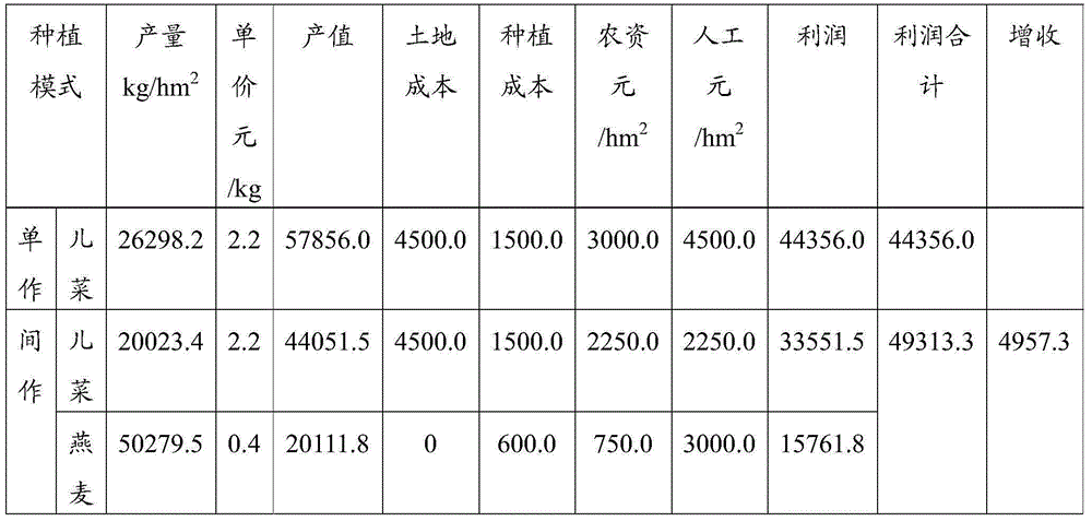 A kind of intercropping method of Chinese cabbage and forage oat