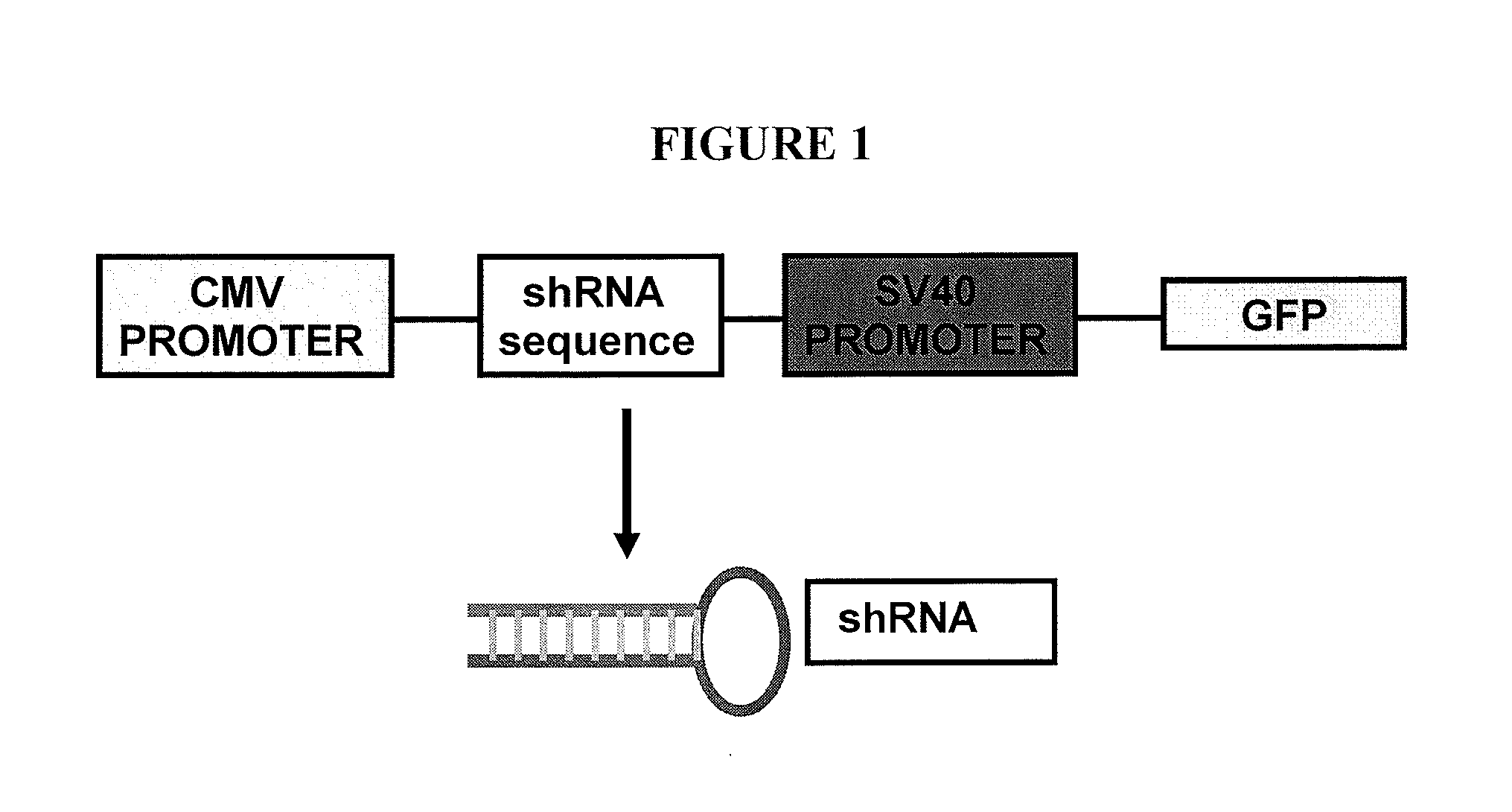 Rapid method for generating gene knock down model