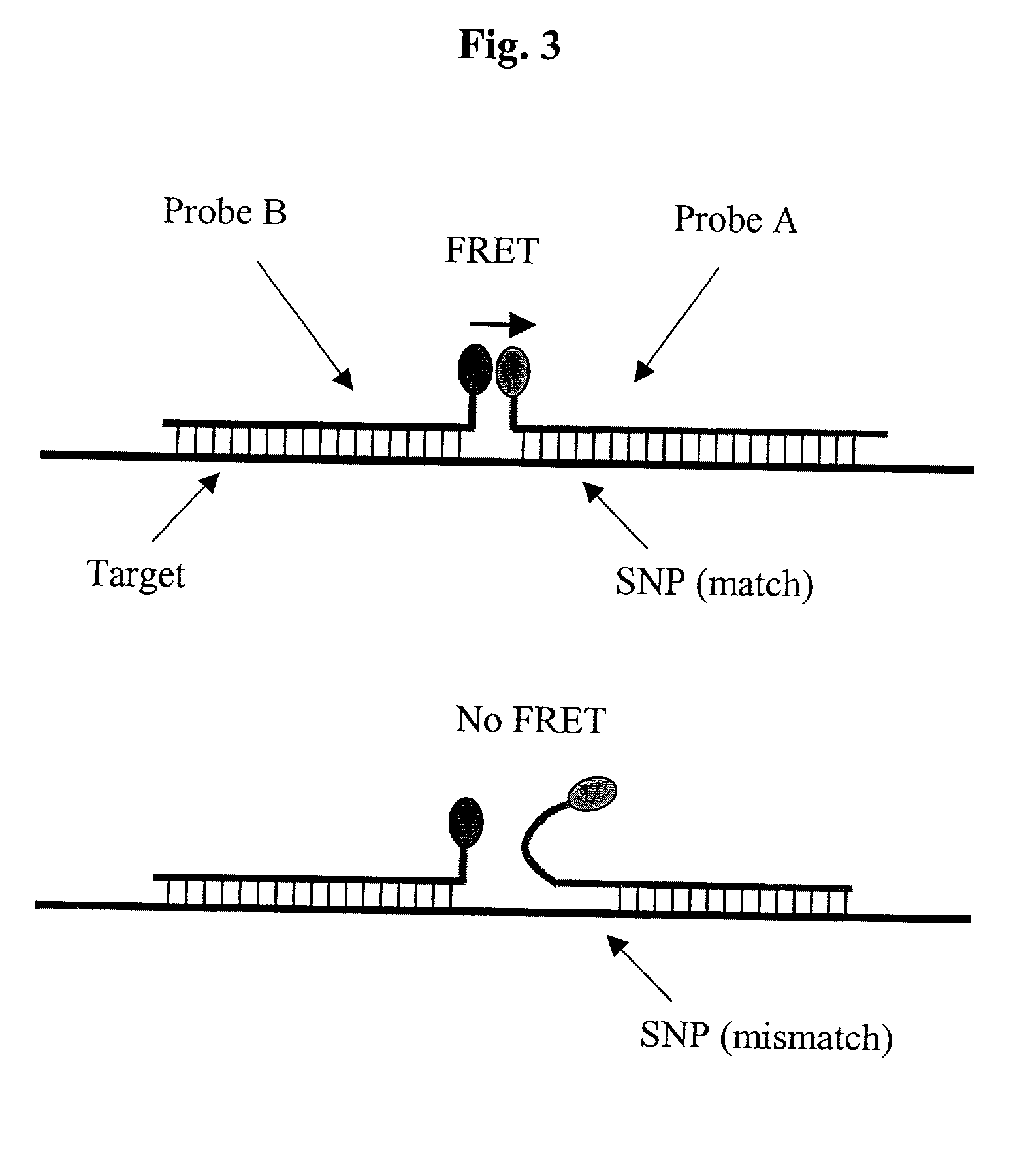 Pairs of nucleic acid probes with interactive signaling moieties and nucleic acid probes with enhanced hybridization efficiency and specificity