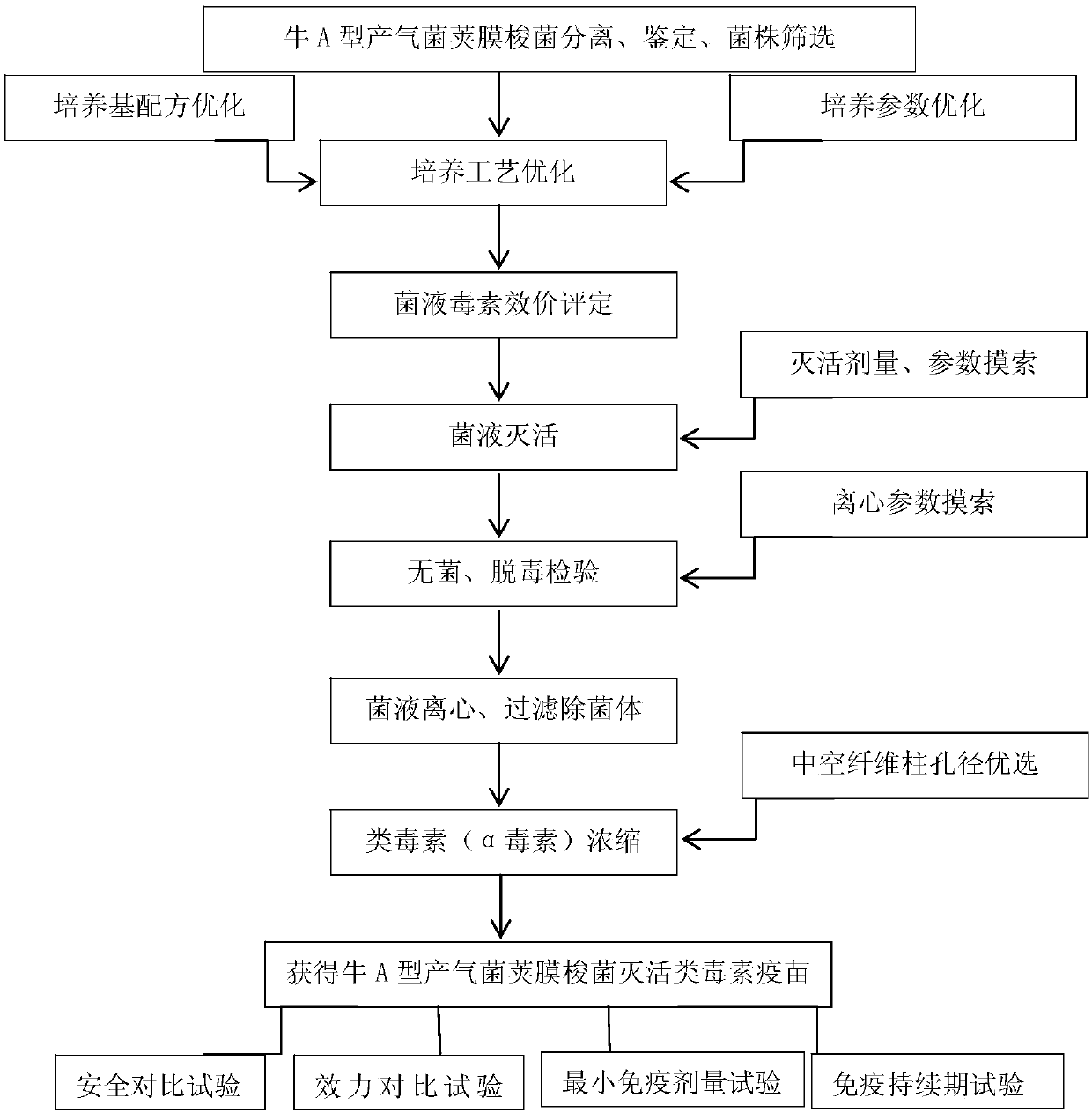 Clostridium perfringens type A inactivated anatoxin vaccine for cattle and preparation method of clostridium perfringens type A inactivated anatoxin vaccine