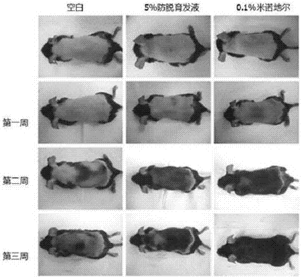 Natural hair-loss-preventing hair growth promoting herba dendrodii officinalis oil