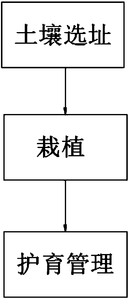 Star anise cultivation method