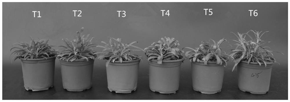 Method for improving drought resistance and salt resistance of dianthus superbus