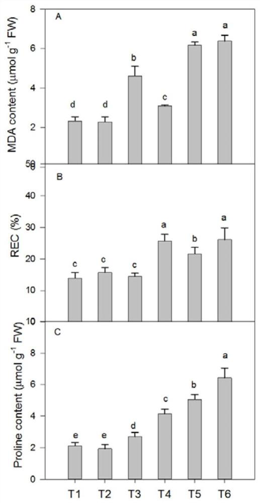 Method for improving drought resistance and salt resistance of dianthus superbus