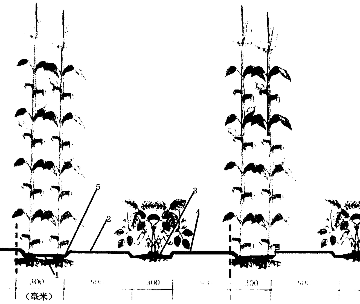 Novel planting method used for crops