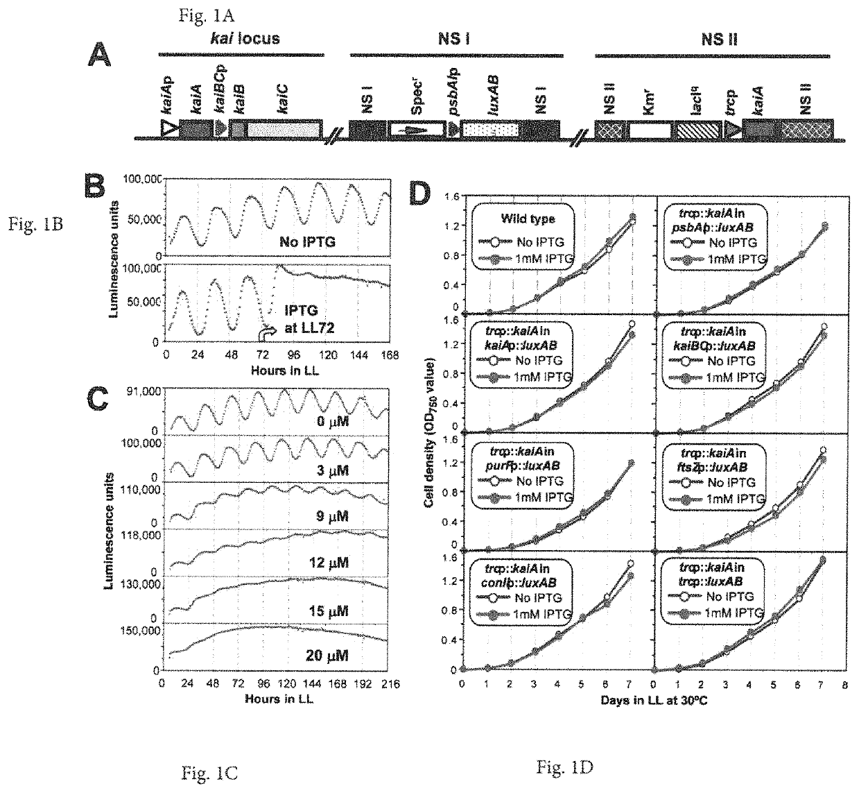 Manipulating the circadian clock to increase gene expression