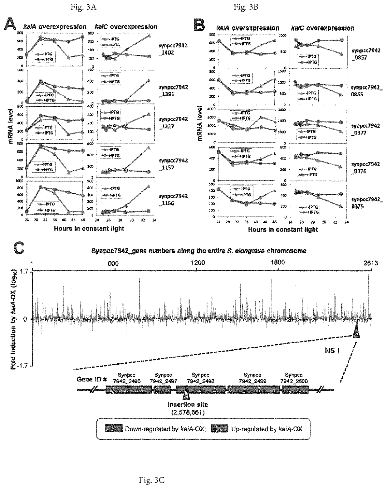 Manipulating the circadian clock to increase gene expression