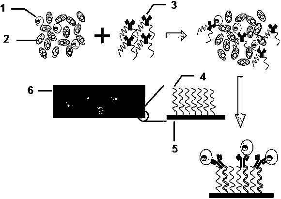 Method for separating circulating tumor cells from blood