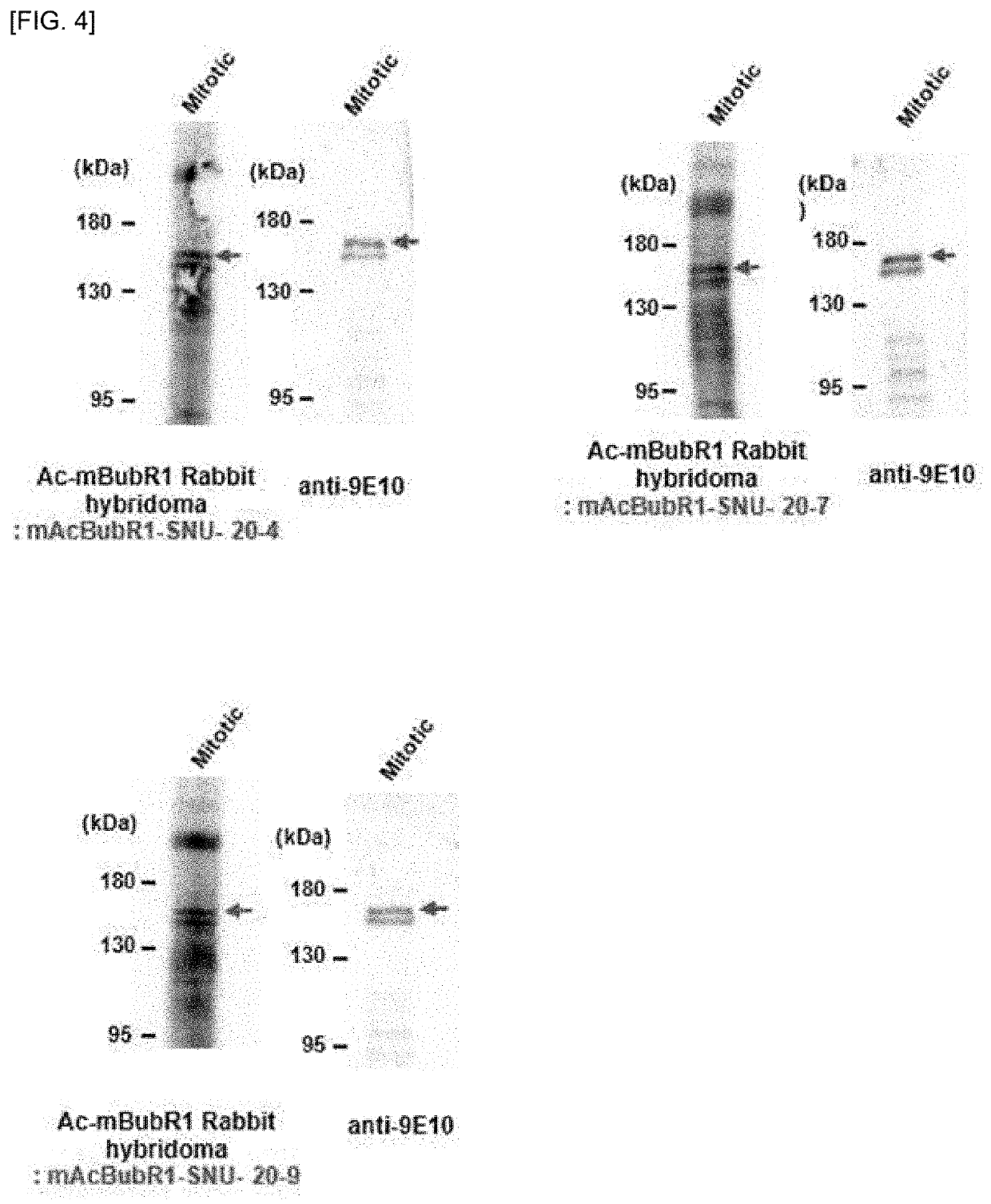 Specific monoclonal antibody to acetylated mouse BubR1 and preparation method therefor