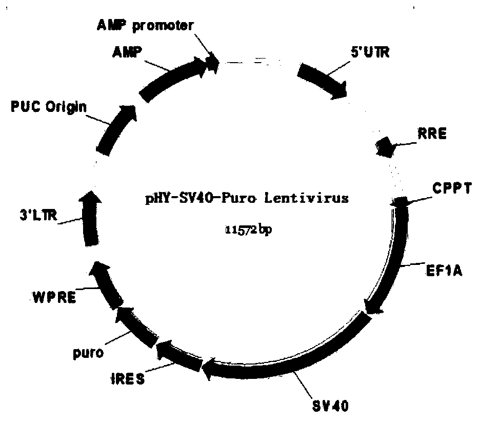 A method for constructing immortalized porcine hepatic stellate cell line, immortalized porcine hepatic stellate cell line and application