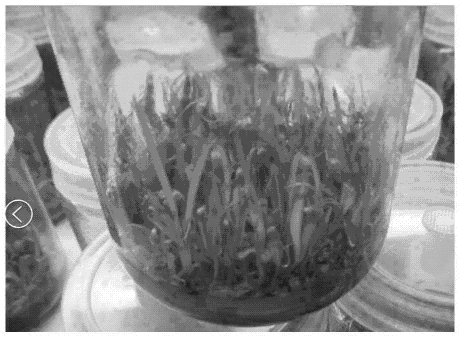 A kind of bletilla striata tissue culture medium and its preparation method