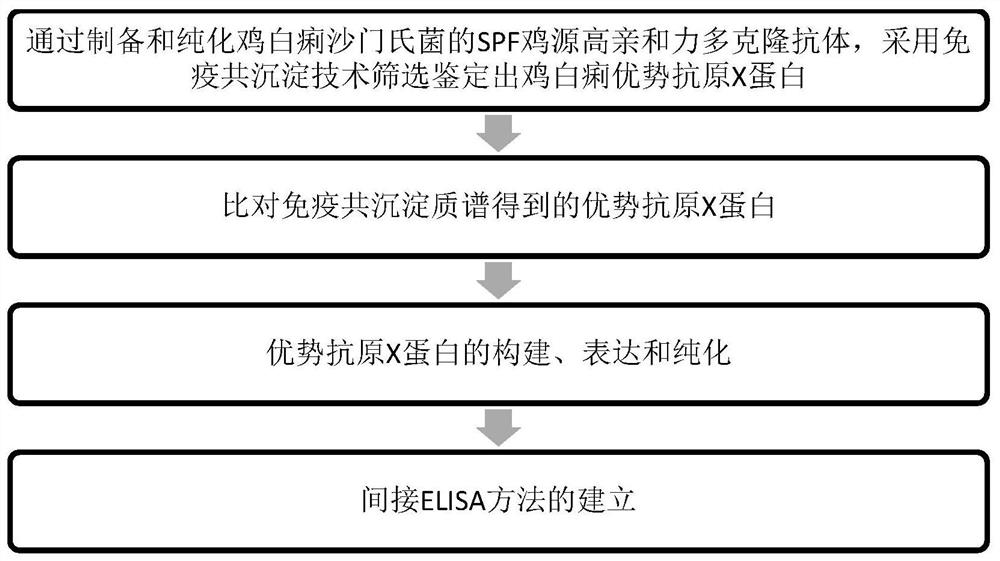 Antibody ELISA detection method based on salmonella pullorum X protein coating