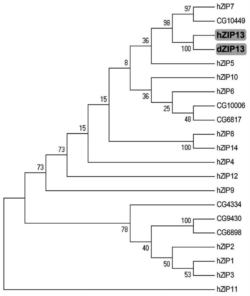 Application of ferroportin in the treatment of Parkinson's disease