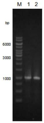 Method for synthesizing of 2'-fucosyllactose