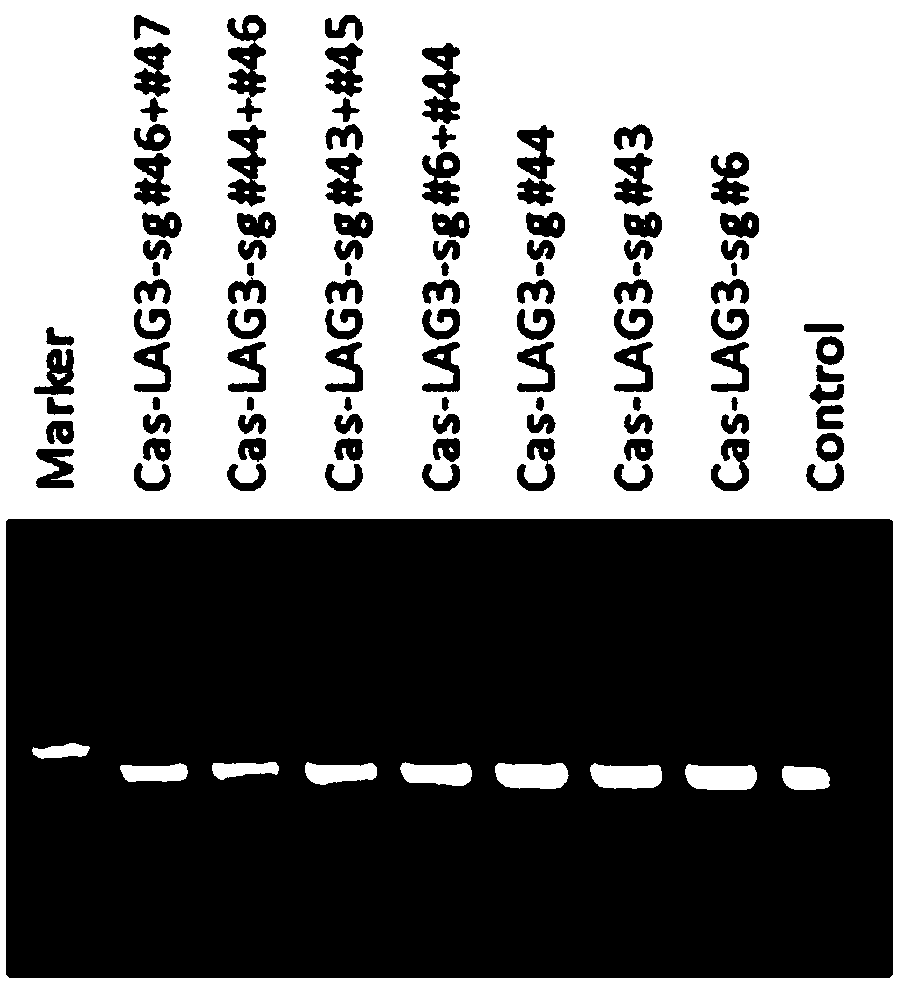 sgRNA specifically targeted to TIM-3 gene and method for specific knock-out of TIM-3 gene