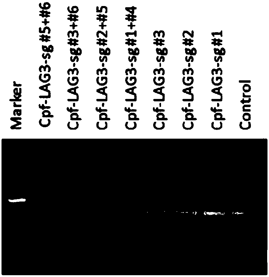 sgRNA specifically targeted to TIM-3 gene and method for specific knock-out of TIM-3 gene