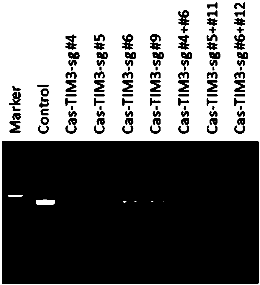 sgRNA specifically targeted to TIM-3 gene and method for specific knock-out of TIM-3 gene