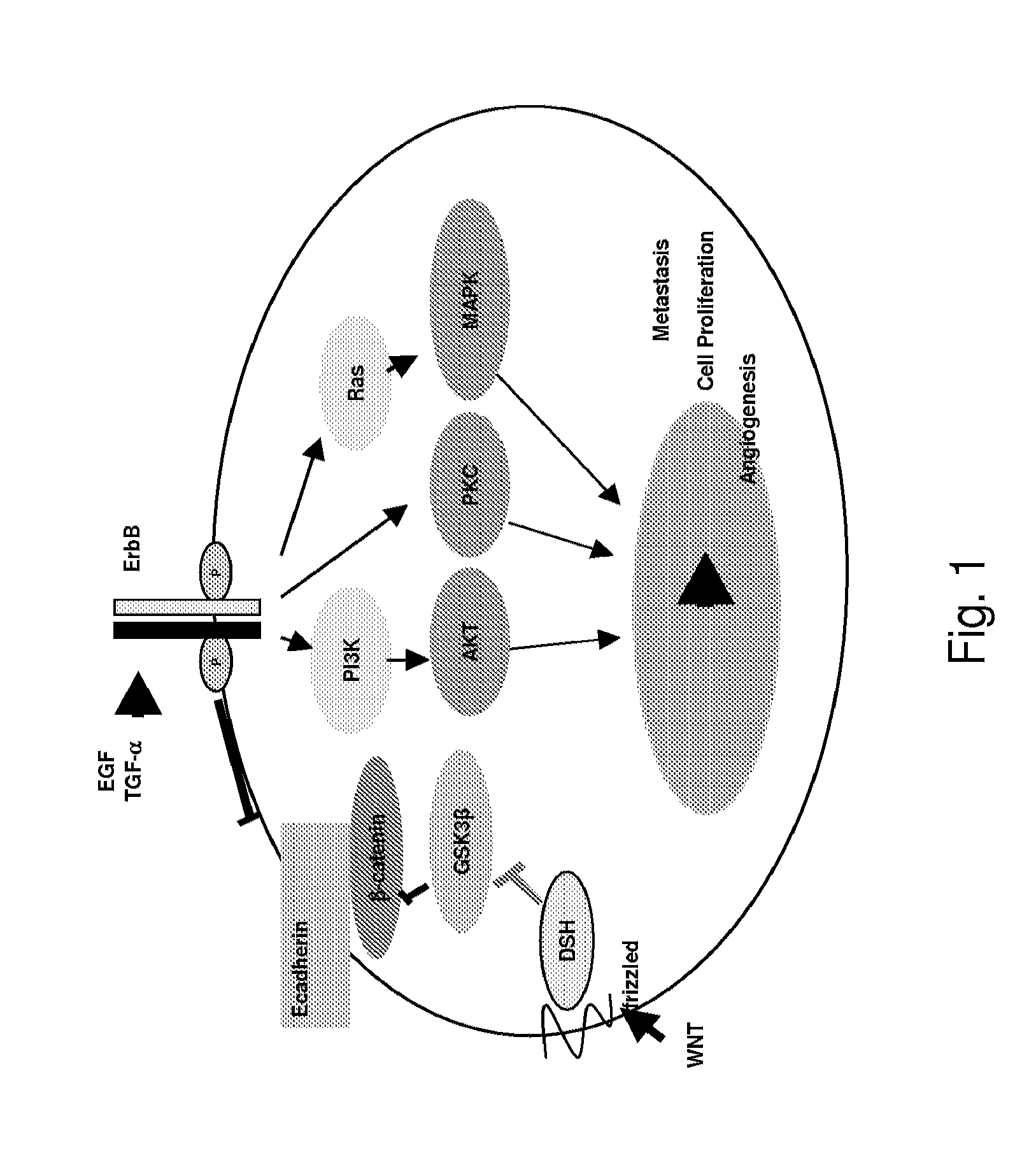 Gefitnib Sensitivity-Related Gene Expression and Products and Methods Related Thereto