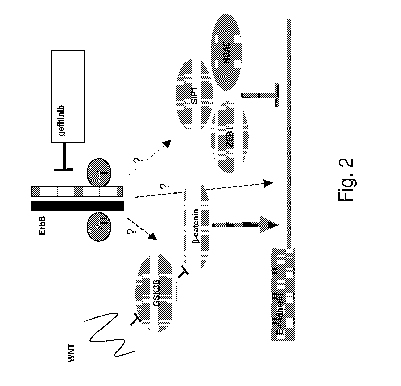 Gefitnib Sensitivity-Related Gene Expression and Products and Methods Related Thereto