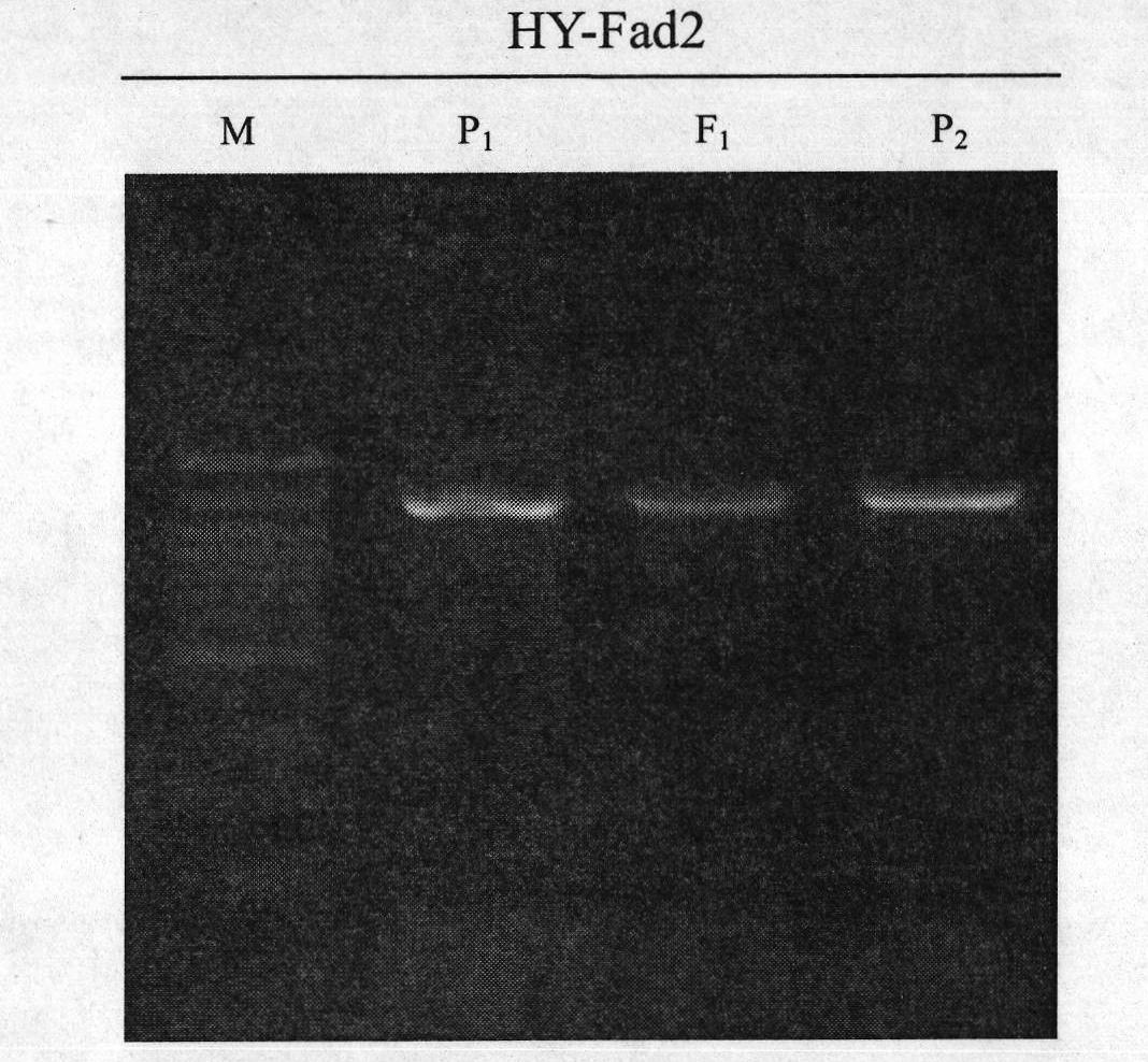 Cabbage type rape high oleic acid molecular marker, preparation method and application thereof