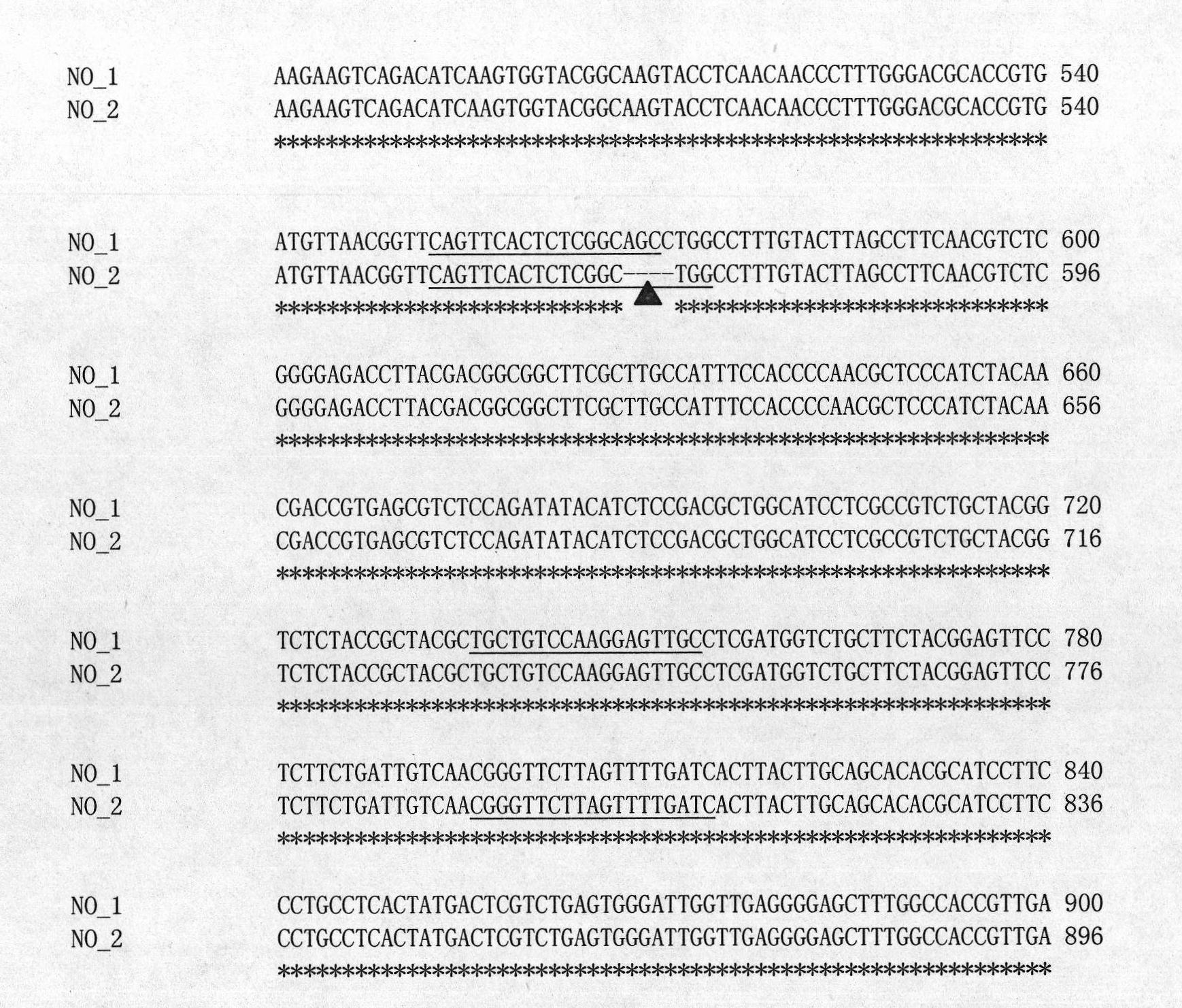 Cabbage type rape high oleic acid molecular marker, preparation method and application thereof