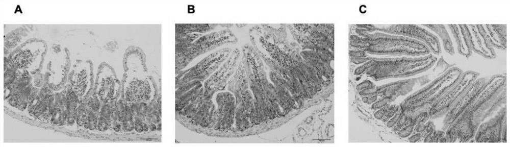 Application of fisetin and salt thereof to preparation of drugs resisting radiation damages