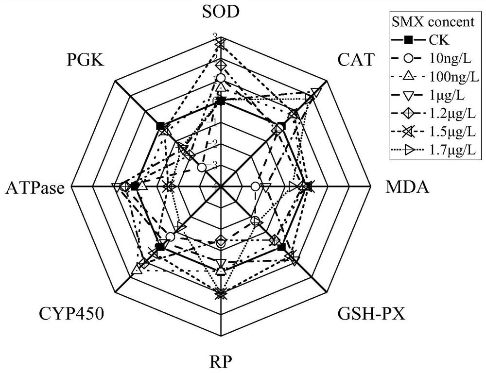 Method for detecting and evaluating environmental risk of sulfamethoxazole by using paramecium biomarker and IBR