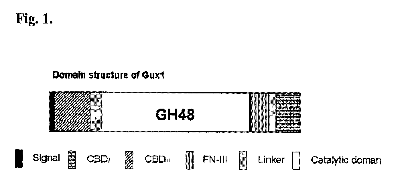 Thermal tolerant exoglucanase from Acidothermus cellulolyticus