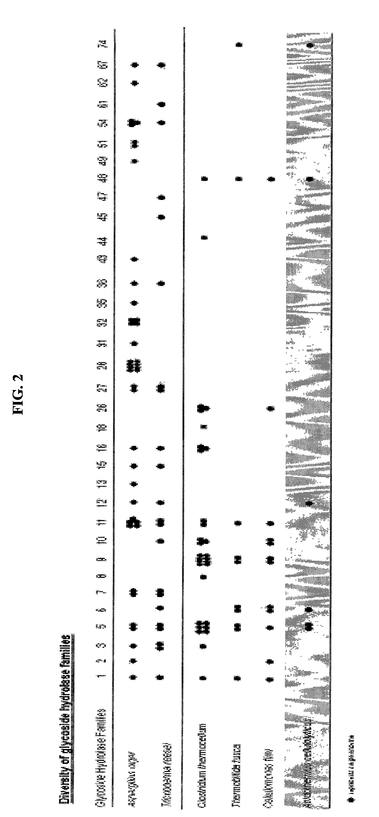 Thermal tolerant exoglucanase from Acidothermus cellulolyticus