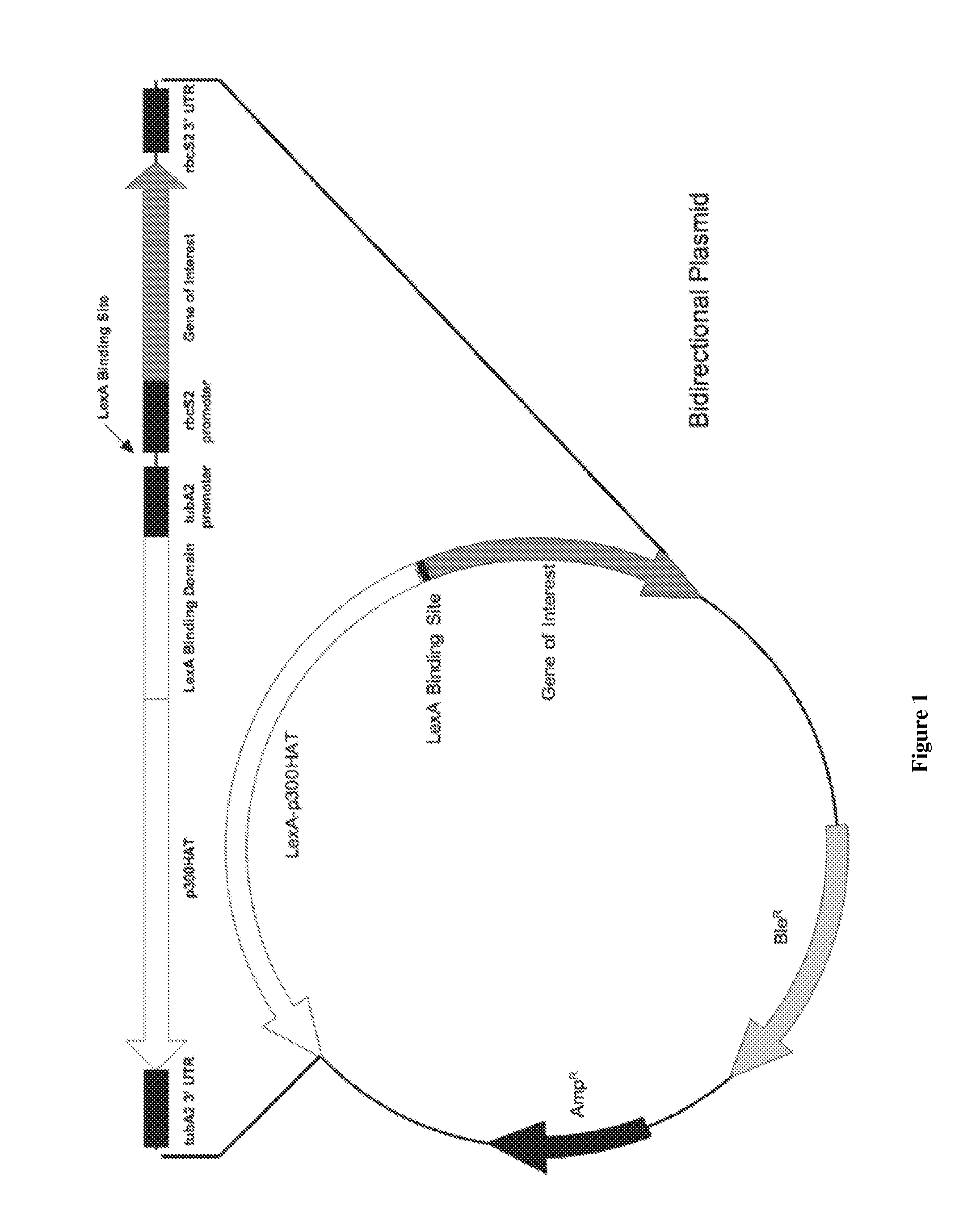 Enhanced gene expression in algae