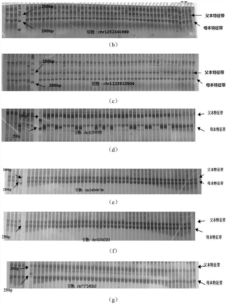 InDel molecular marker primer of Modilong white gourds and application of InDel molecular marker primer