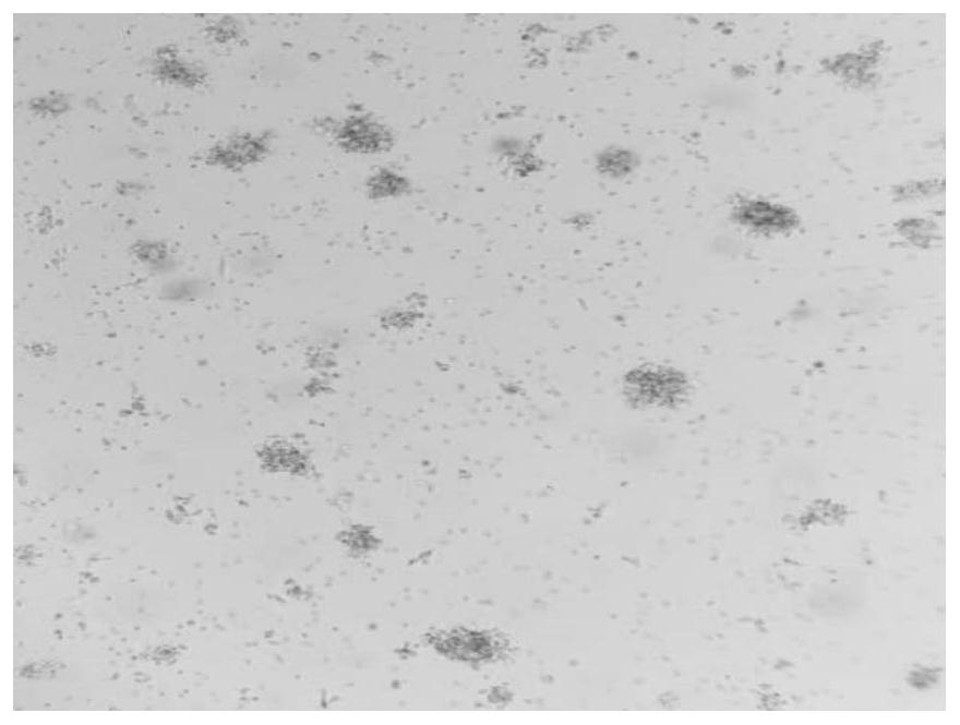 Highly active T cell in-vitro culture kit and culture method