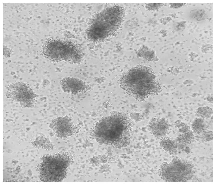 Highly active T cell in-vitro culture kit and culture method