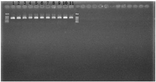 Rapid screening method for Lactobacillus helveticus rich in ace-inhibiting active peptides, combined sequence and construction method for realizing the method