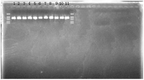 Rapid screening method for Lactobacillus helveticus rich in ace-inhibiting active peptides, combined sequence and construction method for realizing the method