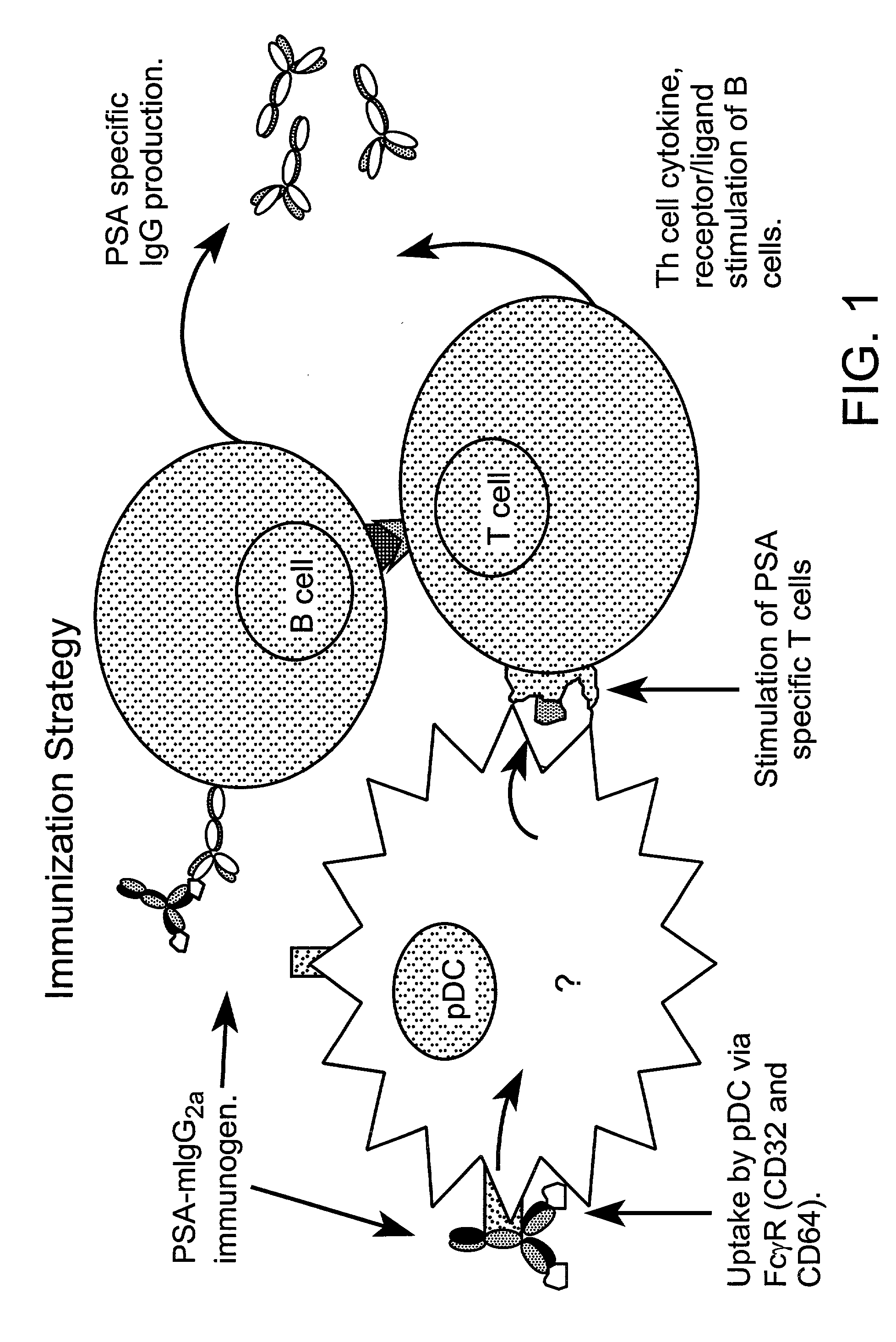 Method for producing human antibodies in SCID mice which uses dendritic cells pulsed with antigen-antibody complexes and antigen-antibody complexes as immunizing agents