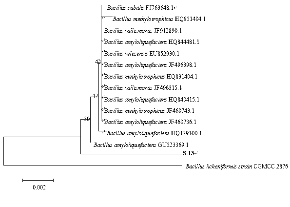 Antagonistic bacterium cooperating with AMF for disease resisting and growth promoting and application thereof