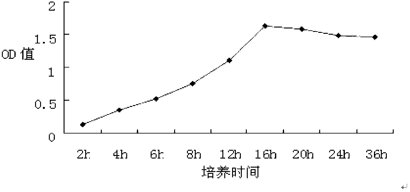 Antagonistic bacterium cooperating with AMF for disease resisting and growth promoting and application thereof