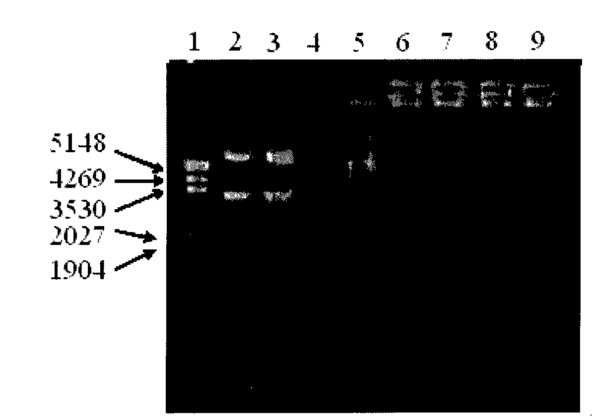 Preparation method of carrier for gene transfer