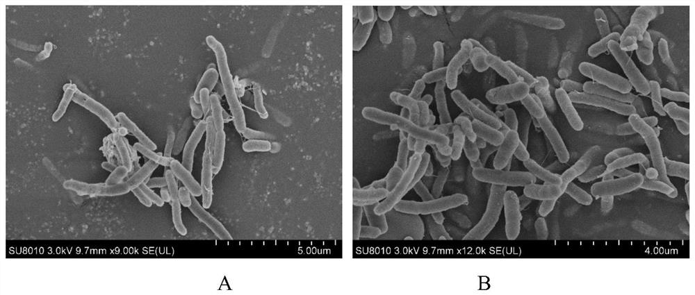 A kind of sphingomonas paucimobilis and its application