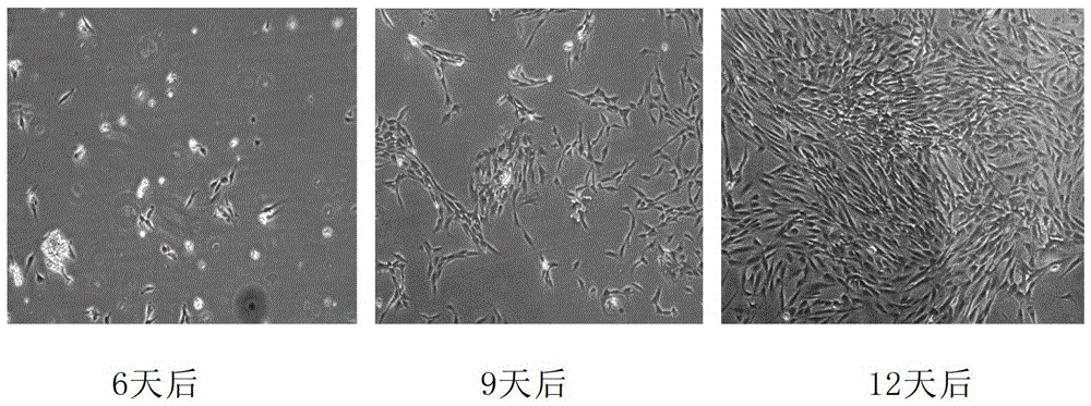 A tissue cryopreservation solution that can maintain cell viability