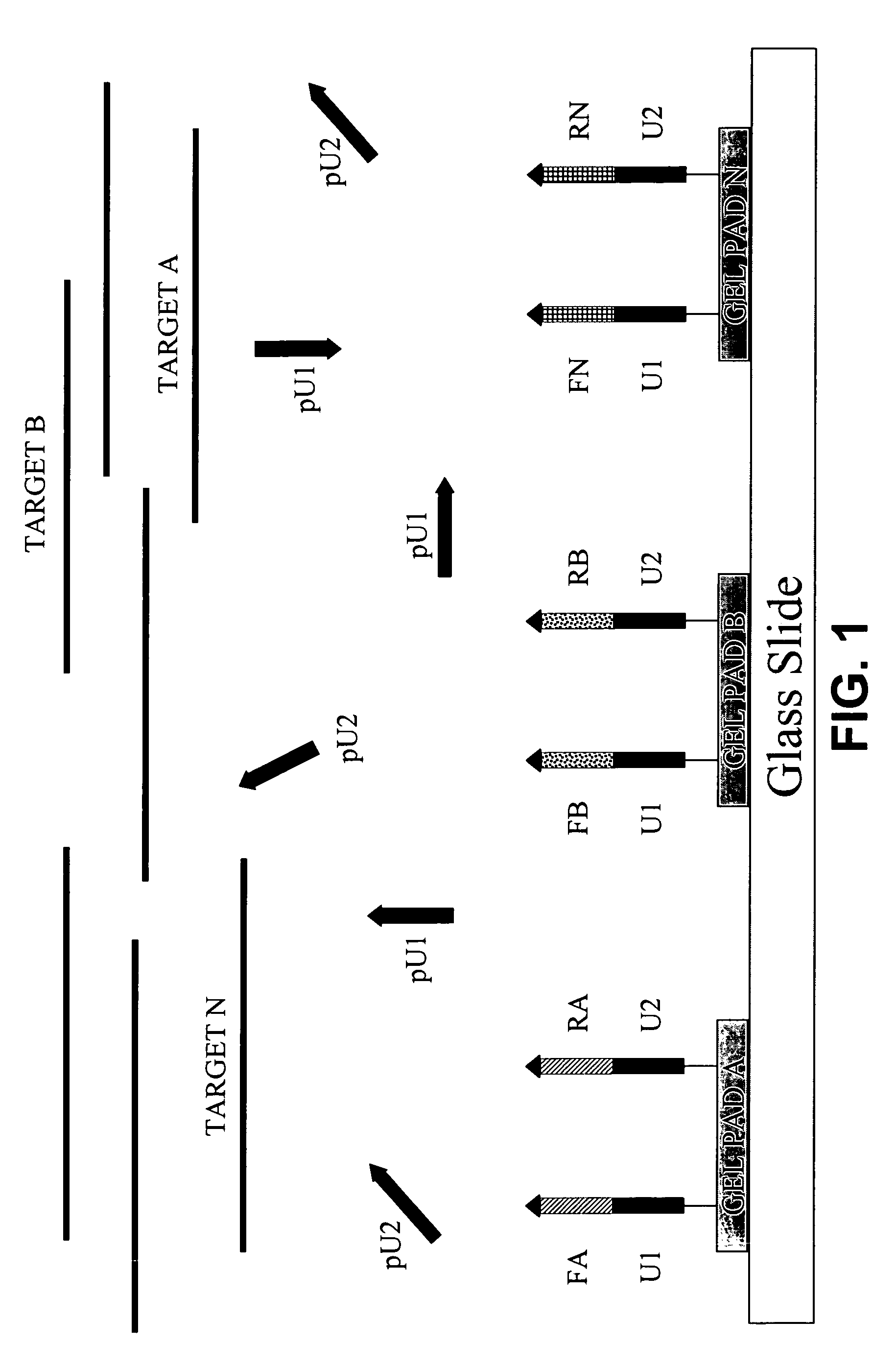 Dual phase multiplex polymerase chain reaction