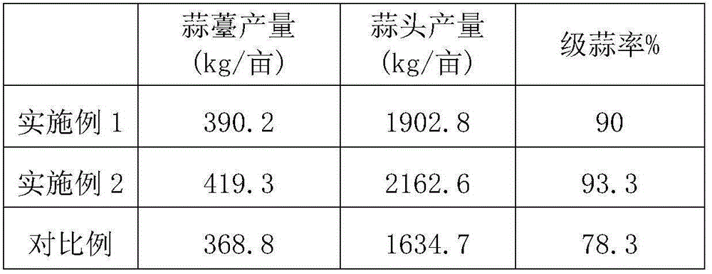 High-yield cultivation method for Jinxiang garlic