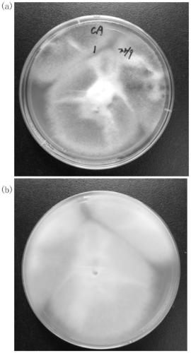 A kind of aspergillus fumigatus and application thereof