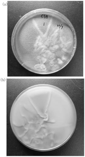 A kind of aspergillus fumigatus and application thereof