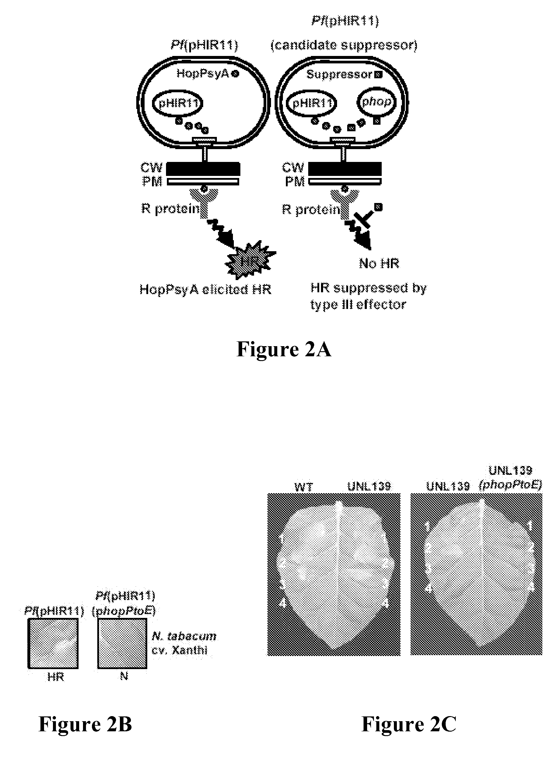 Pseudomonas avr and hop proteins, their encoding nucleic acids, and use thereof