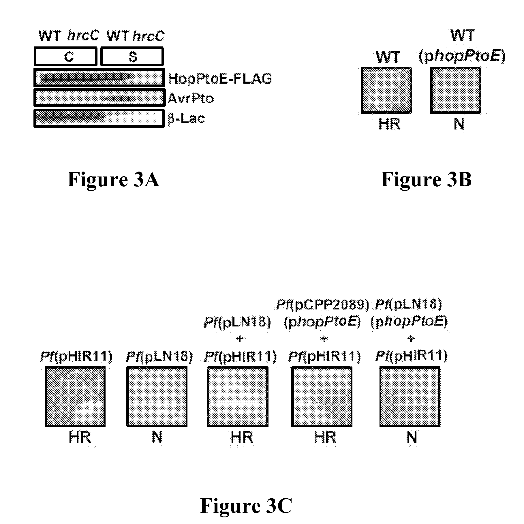 Pseudomonas avr and hop proteins, their encoding nucleic acids, and use thereof