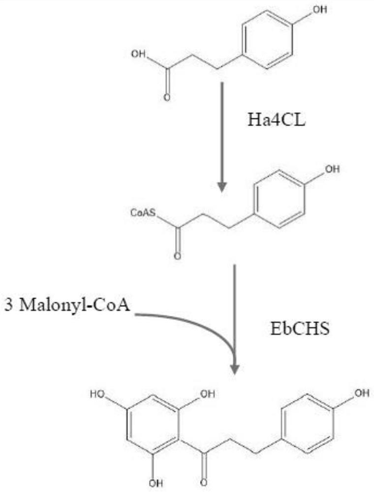 A kind of method of Saccharomyces cerevisiae fermenting and producing phloretin