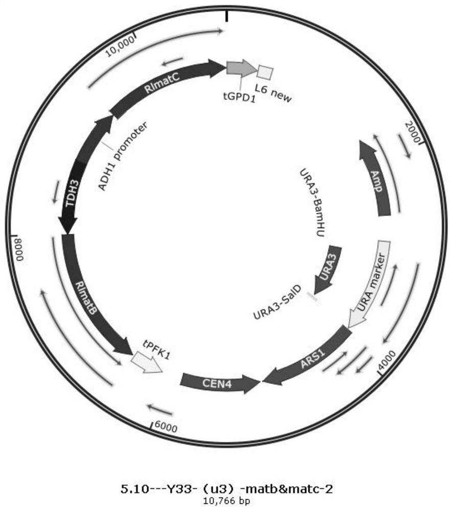 A kind of method of Saccharomyces cerevisiae fermenting and producing phloretin